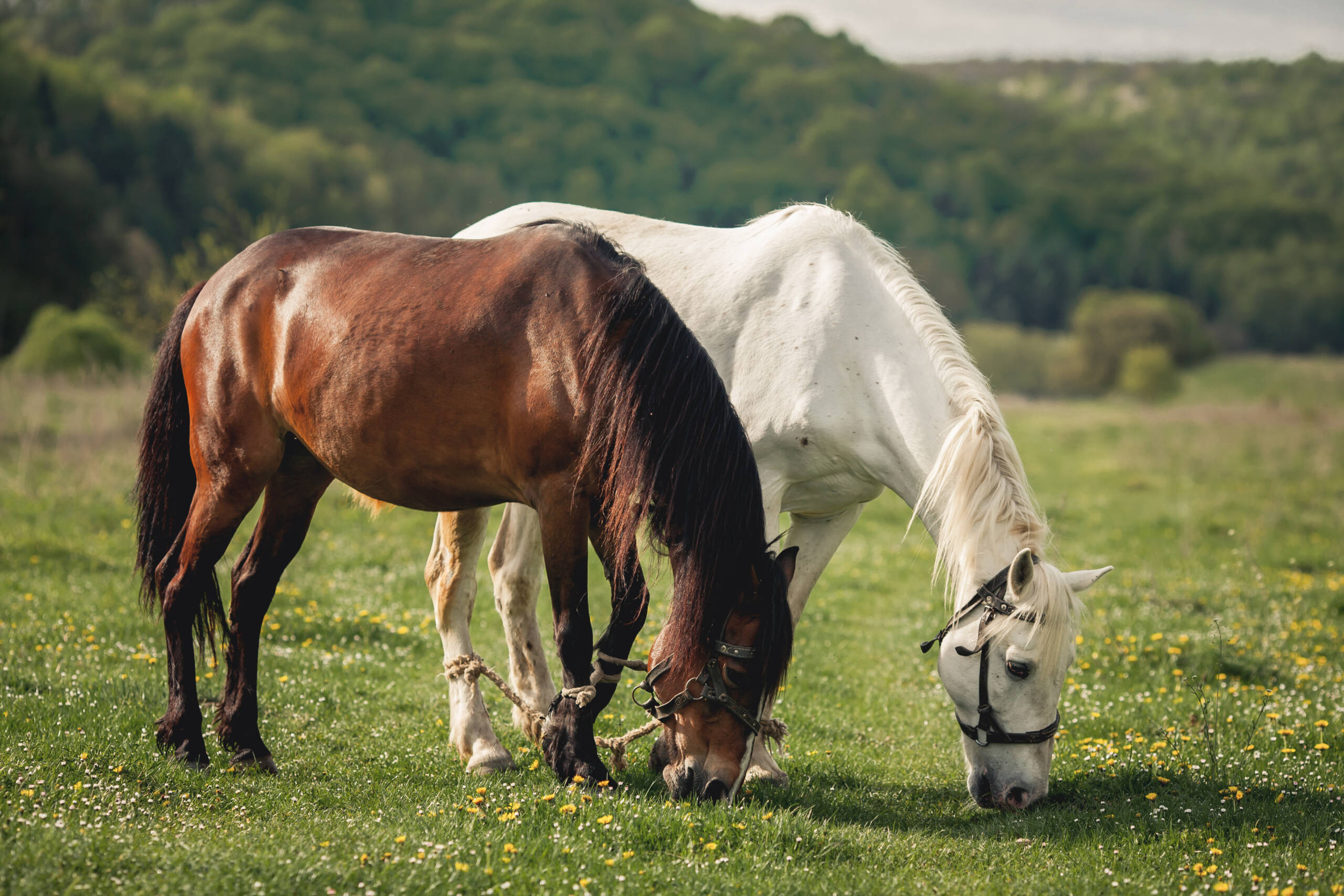 Mares