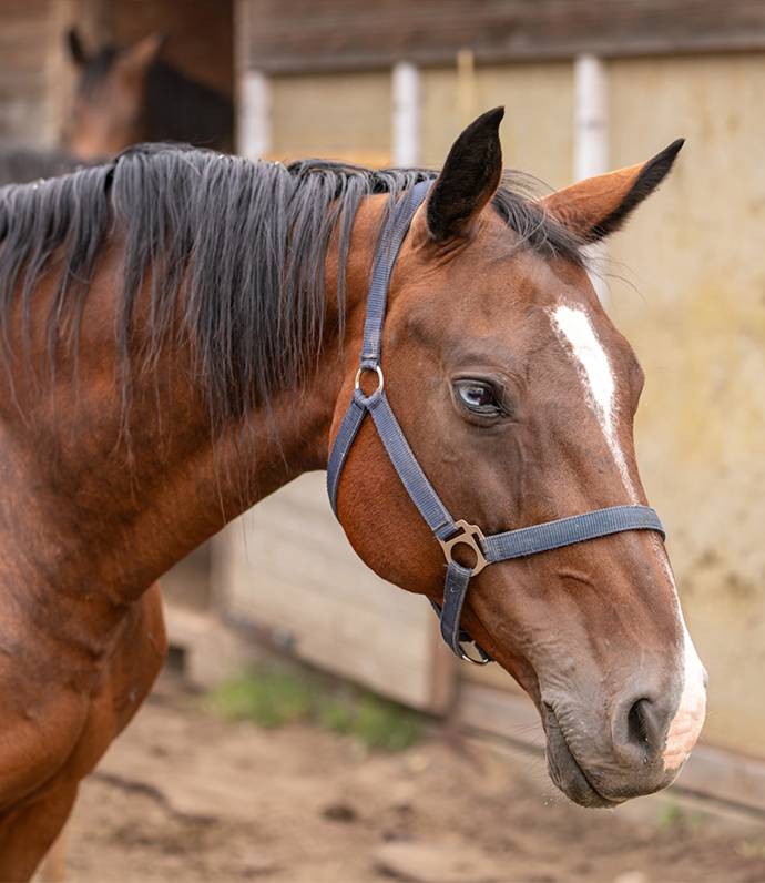 stables